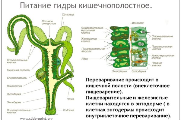 Kraken https