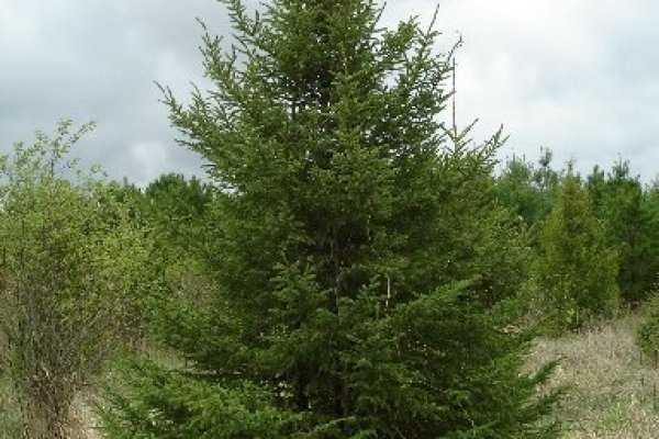 Кракен ссылка pw